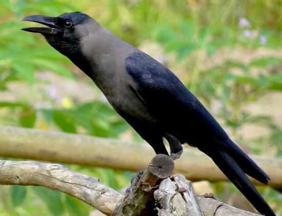 House crow House Crow