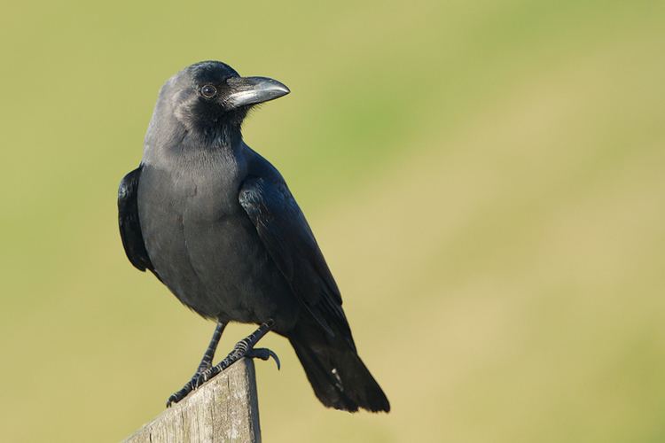 House crow Sind House Crow Corvus splendens zugmayeri