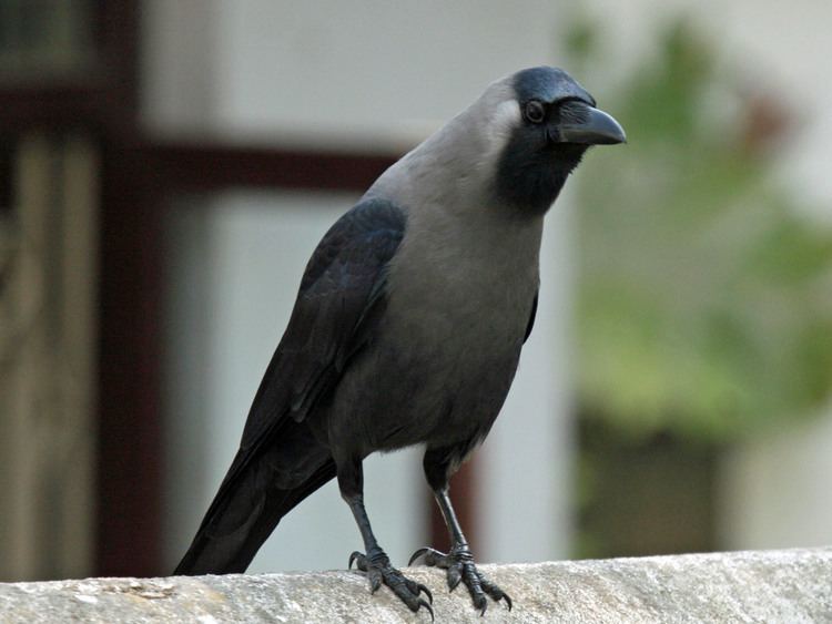 House crow Safari Ecology Indian house crows and invasive aliens