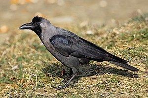 House crow httpsuploadwikimediaorgwikipediacommonsthu