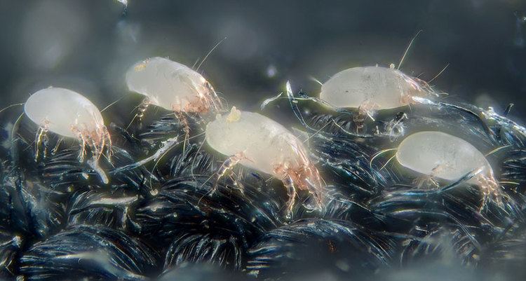 House dust mite Here39s how dust mites give dermatitis sufferers the itch Science News