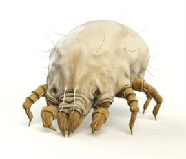 House dust mite New trial set to help people with housedust mite allergies