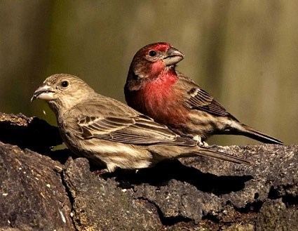 House finch House Finch Identification All About Birds Cornell Lab of