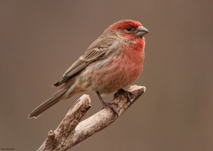 House finch House Finches House Finch Pictures House Finch Facts National