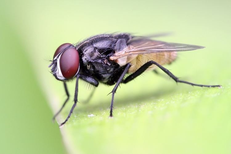 Housefly TalkHousefly Wikipedia