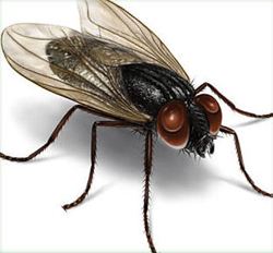 Housefly httpswwwdoyourownpestcontrolcomimageshousef