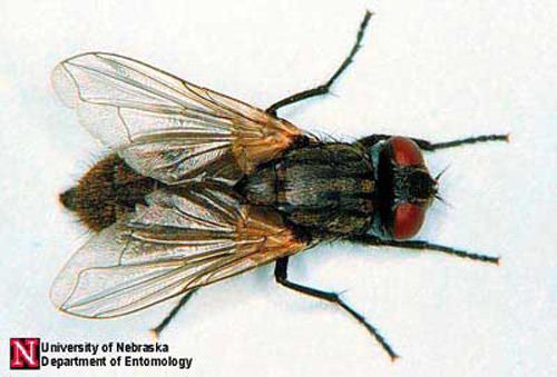 Housefly house fly Musca domestica Linnaeus
