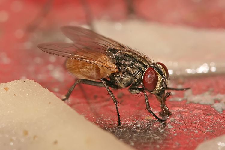 Housefly Housefly Wikipedia