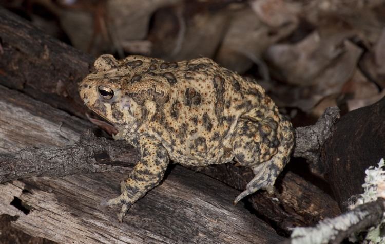 Houston toad Texas Wildfires Devastate Last Habitat for Endangered Houston Toad