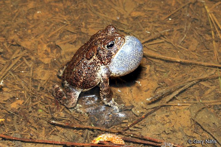 Houston toad Sounds of Anaxyrus houstonensis Houston Toad