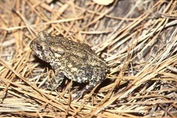 Houston toad Houston Toad Bufo houstonensis