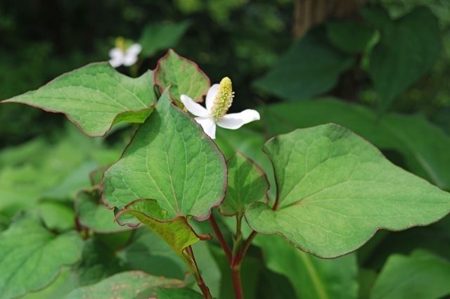 Houttuynia cordata why won39t this plant die A Way To Garden