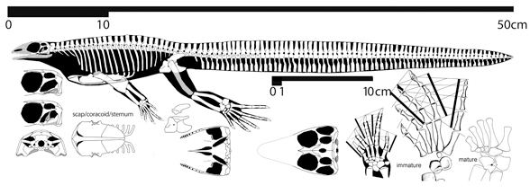 Hovasaurus hovasaurus588jpg