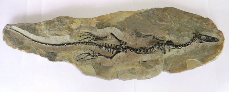 Hovasaurus Recently Sold Fossils Hovasaurus boulei