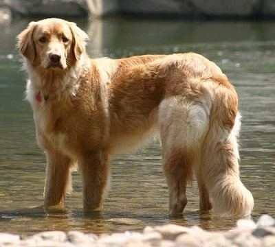 Hovawart Hovawart Dog Breed Information and Pictures