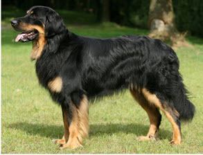 Hovawart Hovawart Dog Breed Information American Kennel Club