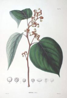 Hovenia dulcis Hovenia dulcis Wikipedia