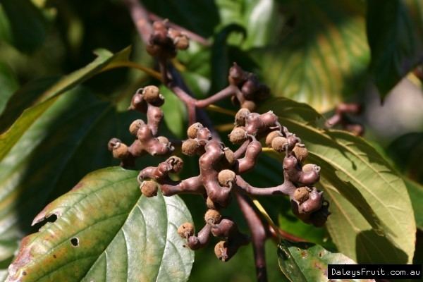 Hovenia dulcis Japanese Raisin Tree Hovenia dulcis