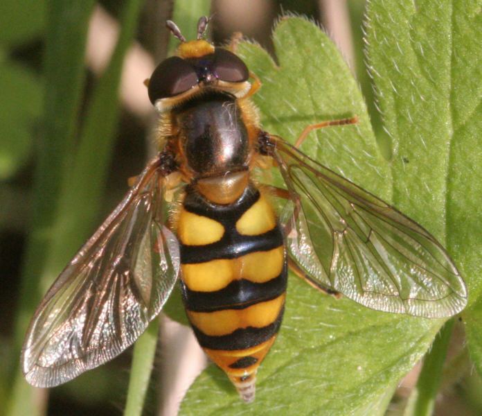 Hoverfly MicUK Hoverflies All About Hoverflies