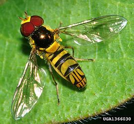 Hoverfly tolweborgtreeToLimagesToxomerusmarginatus1366