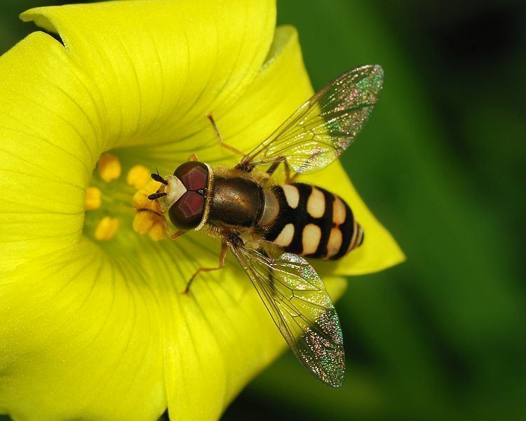Hoverfly Hoverfly vs Wasp