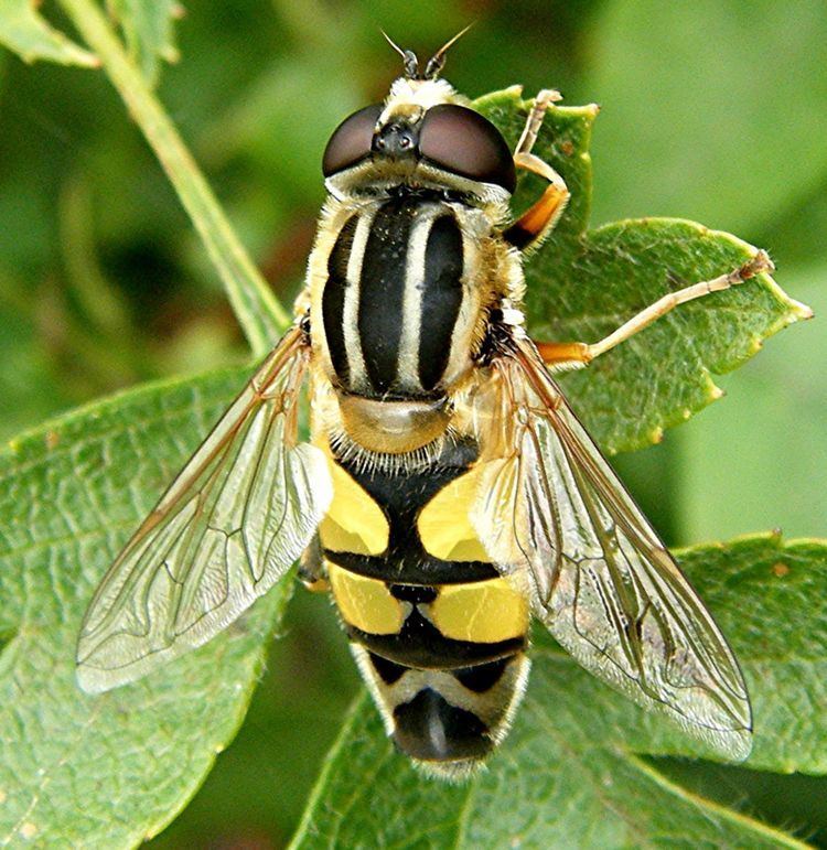 Hoverfly Hoverflies NatureSpot