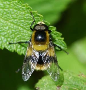 Hoverfly MicUK Hoverflies All About Hoverflies