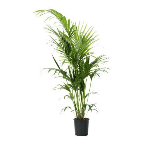 Howea forsteriana HOWEA FORSTERIANA Potted plant Kentia palm 24 cm IKEA
