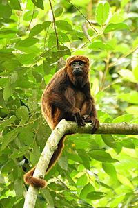Howler monkey httpsuploadwikimediaorgwikipediacommonsthu