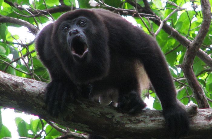 Howler monkey Terrifying Howler Monkey Sound Recorded in Mexico