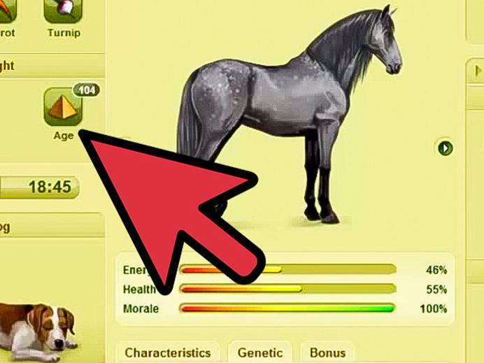Howrse How to Get a 100 Blupped Horse on Howrse 5 Steps with Pictures