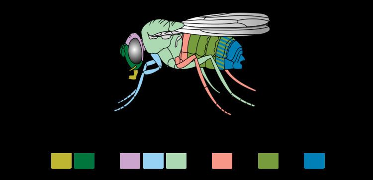 Hox gene