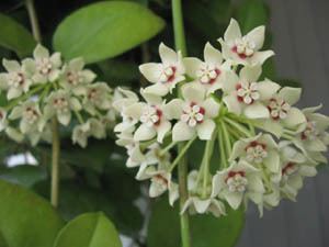 Hoya australis australis ssp tenuipes