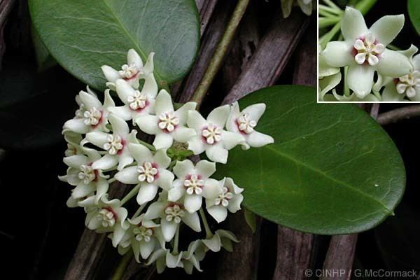 Hoya australis Cook Islands Biodiversity Hoya australis Wax Vine