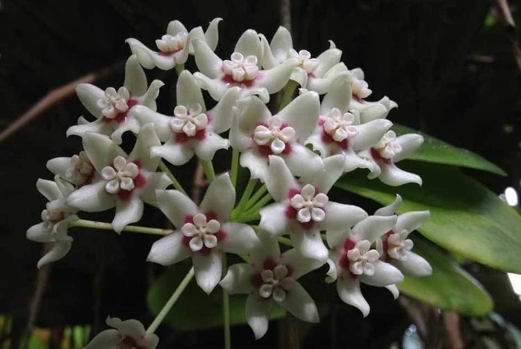 Hoya australis Hoya australis ssp tenuipes of the Apocynaceae family