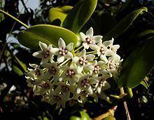 Hoya australis httpsuploadwikimediaorgwikipediacommonsthu