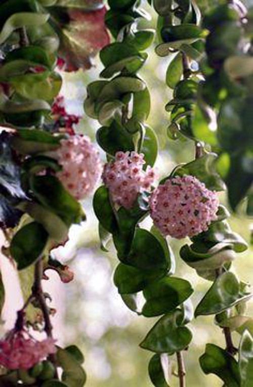 Hoya Hoyas Product Categories Rare Plants