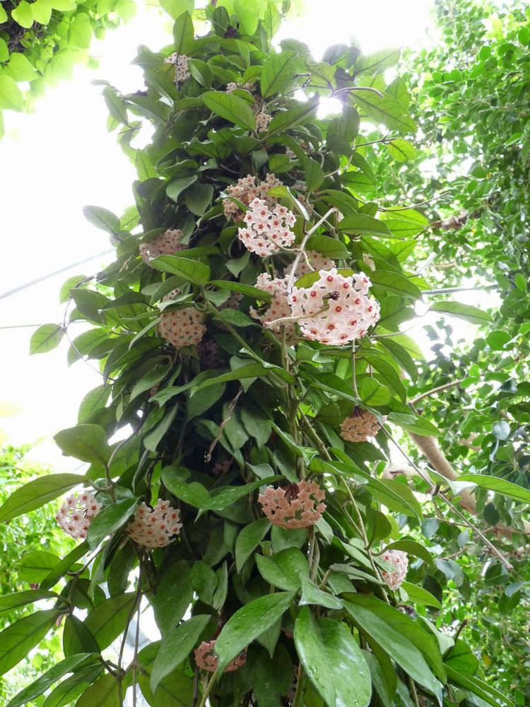 Hoya carnosa Hoya carnosa Wax Plant World of Succulents