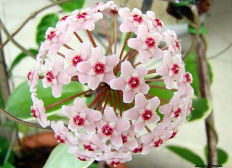 Hoya carnosa Hoya carnosa cv Tricolor