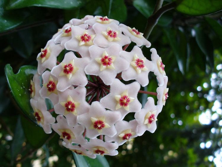 Hoya carnosa Plants amp Flowers Hoya carnosa Variegata