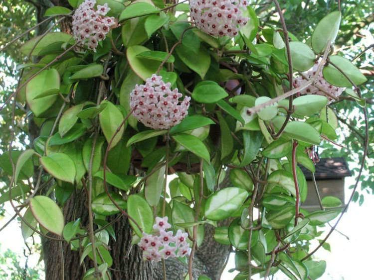 Hoya carnosa Hoya carnosa Wax Plant World of Succulents