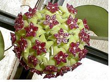 Hoya cinnamomifolia httpsuploadwikimediaorgwikipediaenthumb1