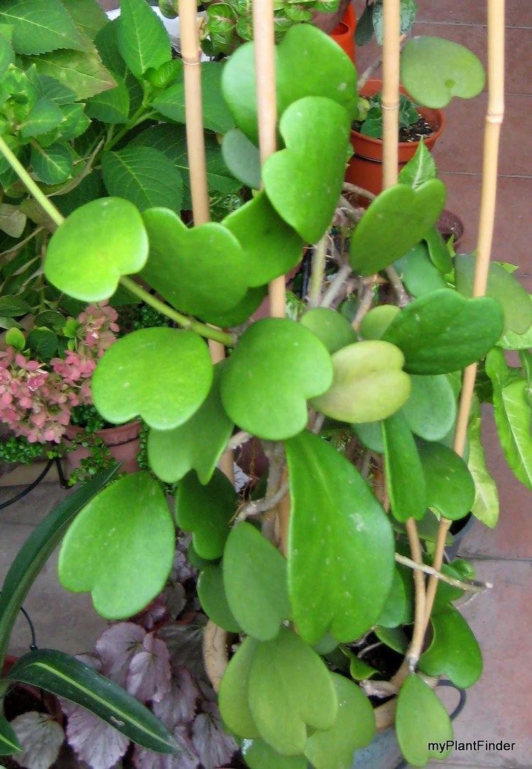 Hoya kerrii MY PLANT FINDER Plant Guide Hoya kerrii