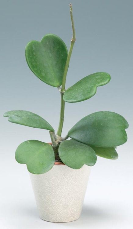 Hoya kerrii Hoya kerrii the sweetheart hoya with super cute leaves