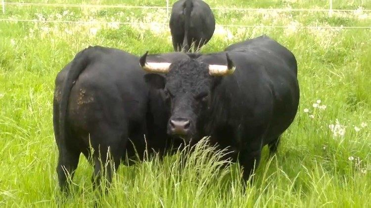 Hérens cattle Cow Vache race Herens SaintLonard Valais Switzerland YouTube