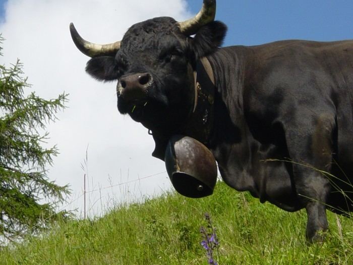Hérens cattle Hrens cows Region Authentic Valais A source of Pleasure