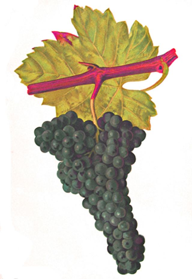 Hron (grape)
