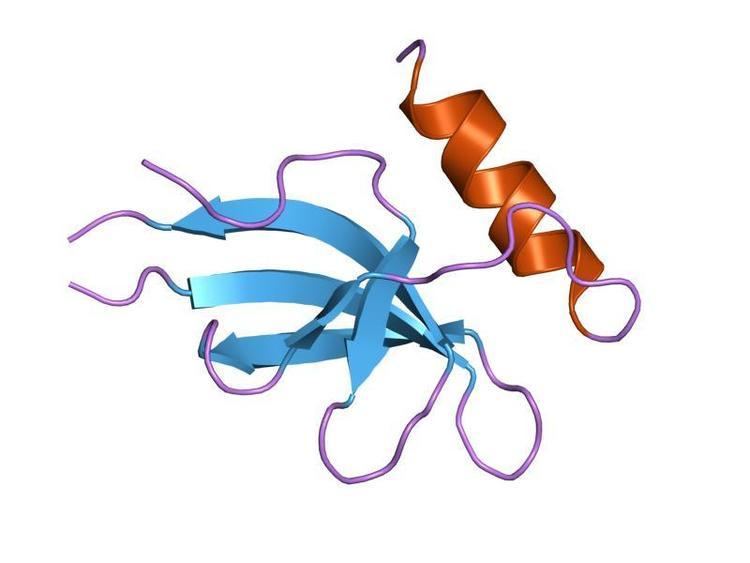 HspQ protein domain