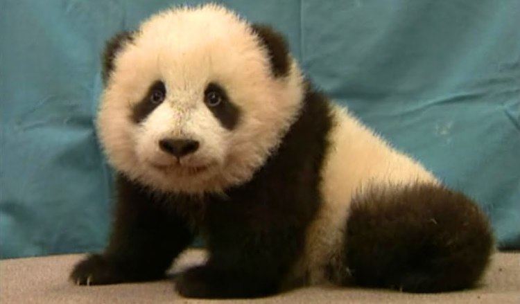 Hua Mei The Panda Baby Hua Mei YouTube