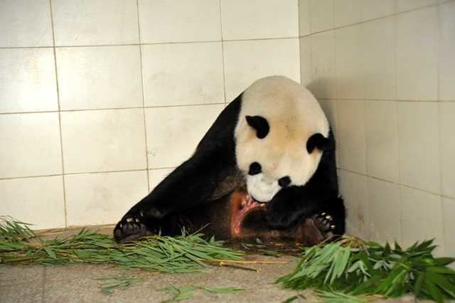 Hua Mei Information about Giant Panda Hua Mei Panda News